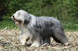 BEARDED COLLIE 148